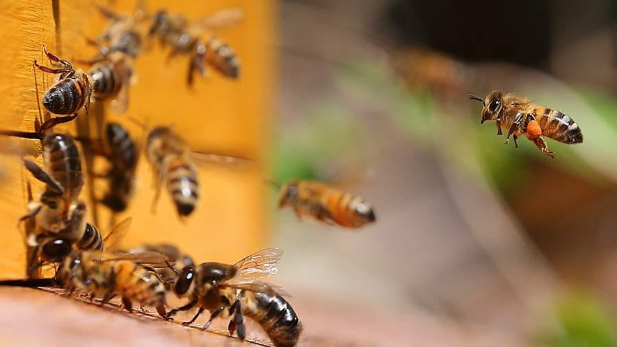 Daşoguz welaýatynyň balaryçylary ýylda 5 tonna golaý bal öndürýärler