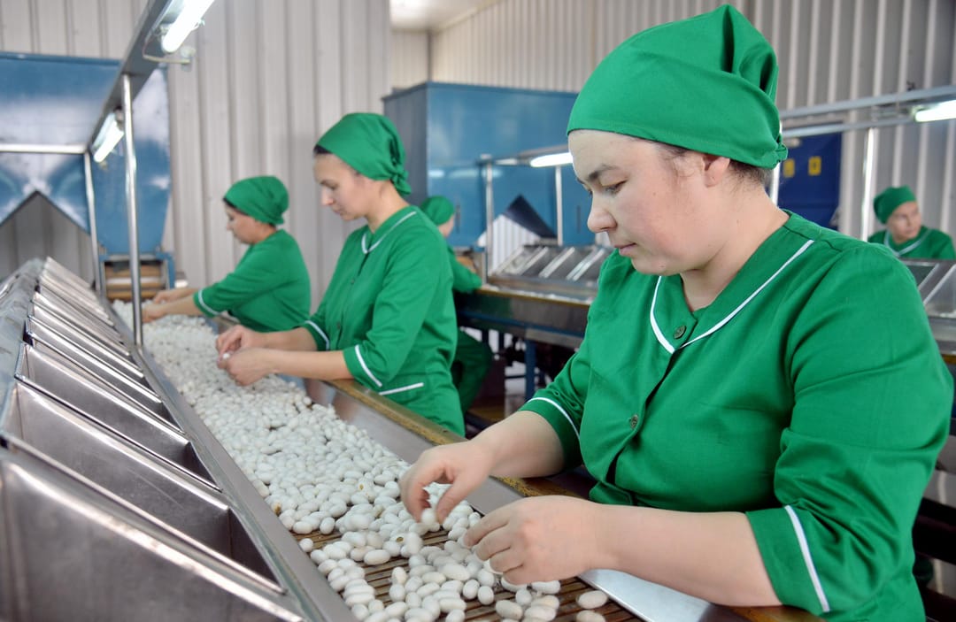 Türkmenistanyň gündogar welaýatynda ýüpek gurçuklaryny ösdürip ýetişdirmek işine badalga berildi