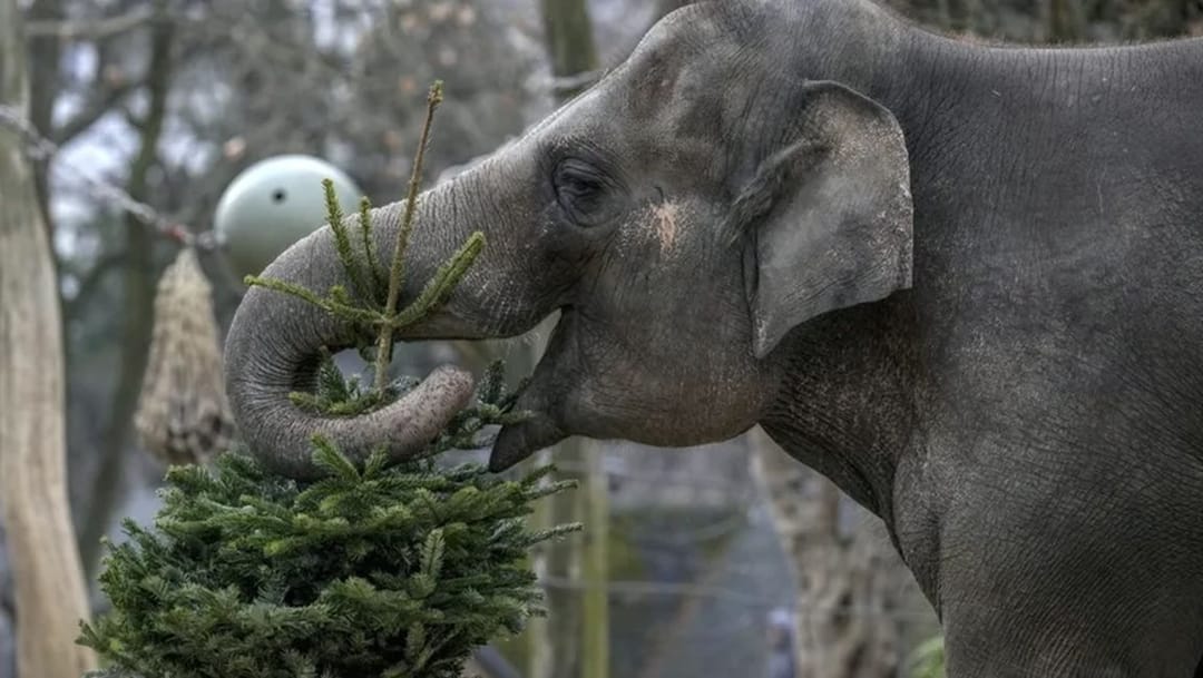 ABD'nin Colorado eyaleti Yüksek Mahkemesi, hayvanat bahçesinde tutulan 5 filin serbest bırakılmasına ilişkin davada "fillerin insan olmadığına ve insanlar gibi hak talep edemeyeceğine" hükmetti