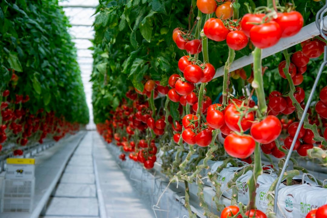 More than 5 thousand tons of tomatoes from Turkmenistan have been imported to the Moscow region since the beginning of 2023