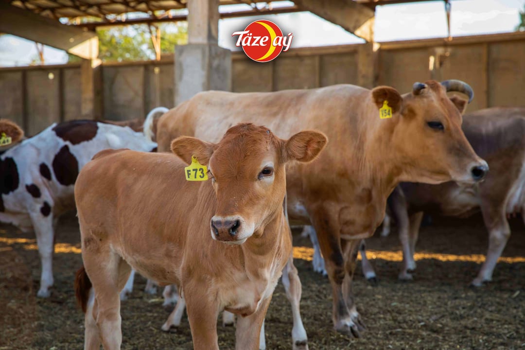 «Täze Aý»: ilki başdan hil hakyndaky alada — mallara ideg we saklanyş şertleri