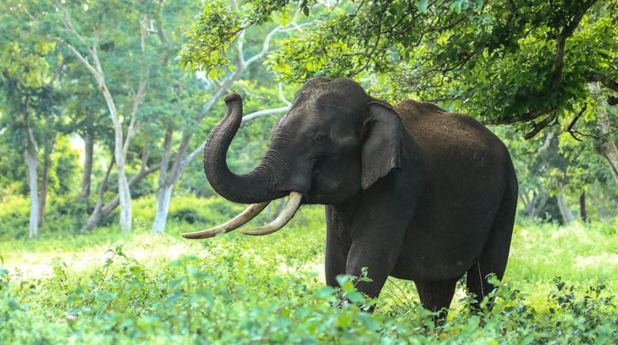 Sri Lanka'da ülke genelinde fil nüfusu sayımı yapıldı