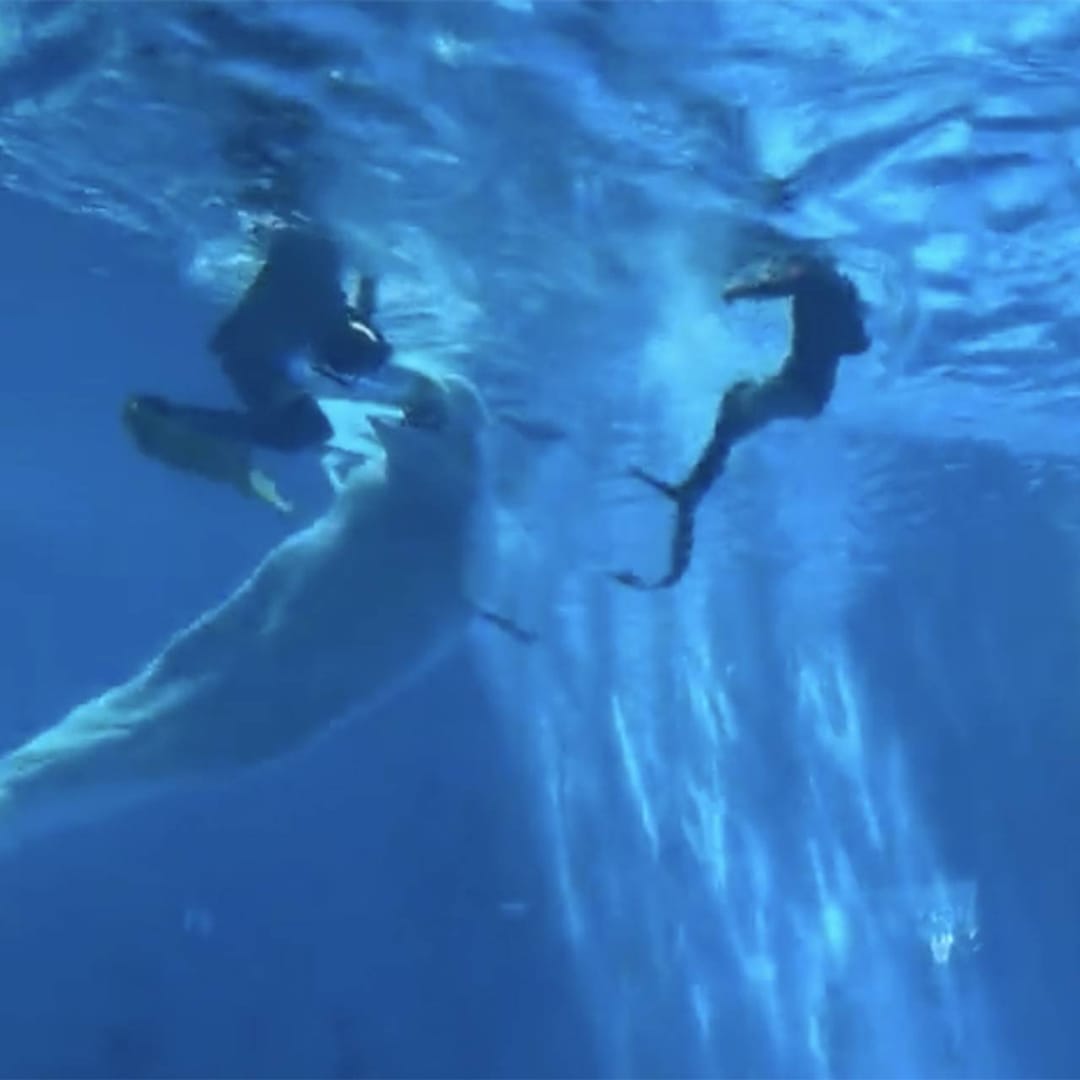 Hytaýda läheň guwwaslara hüjüm etdi