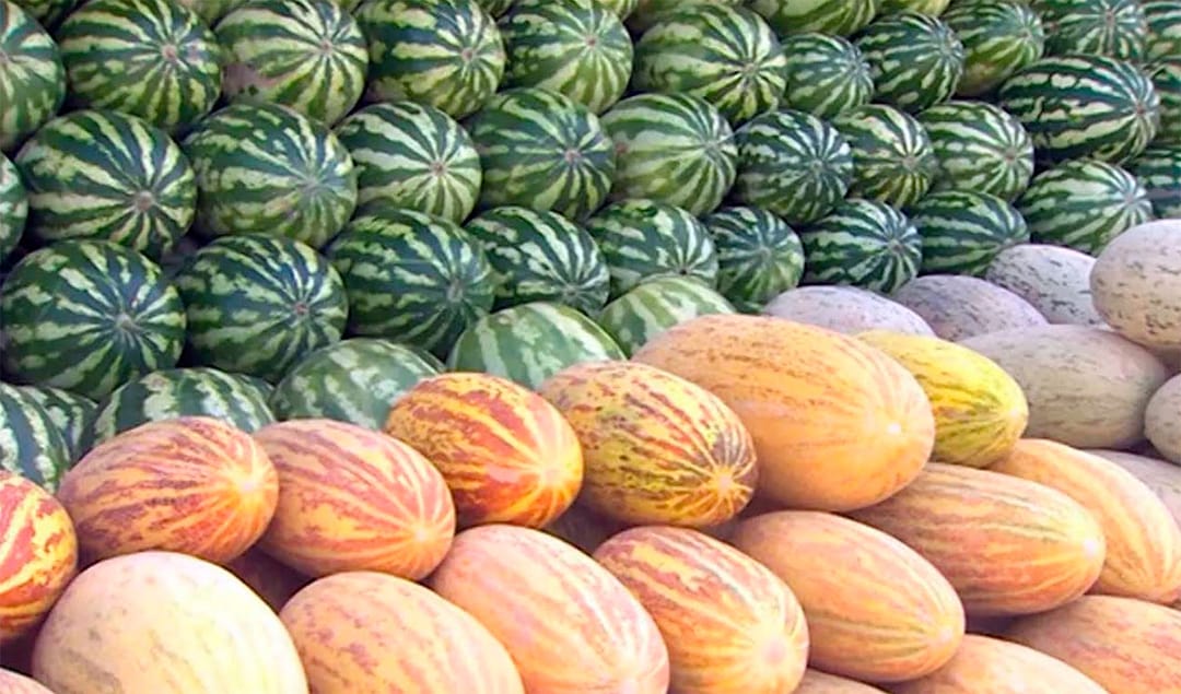 В северном регионе Туркменистана собирают богатый урожай бахчевых