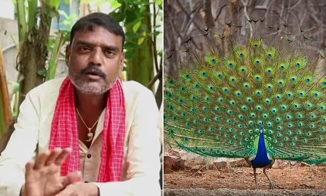 Hindistan'da bir Youtuber koruma altındaki tavus kuşunu pişirip yediği videosunun tepki almasının ardından gözaltına alındı