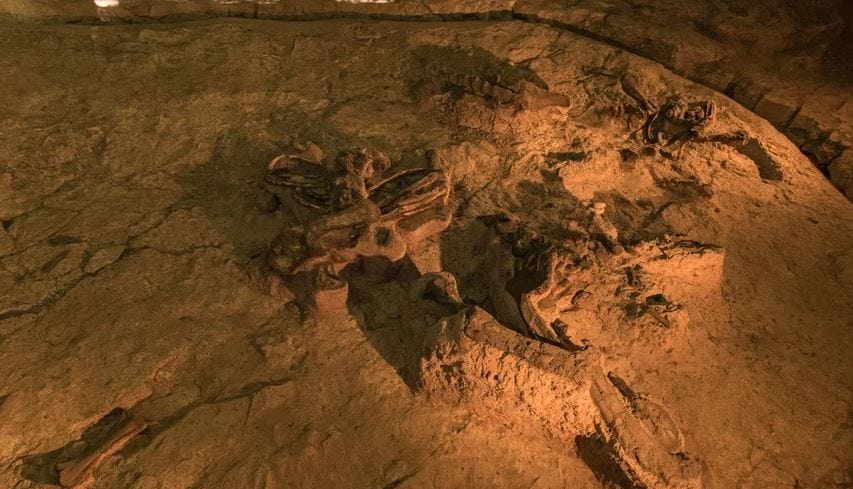 Ученые впервые изучили окаменевший желудок гигантского динозавр