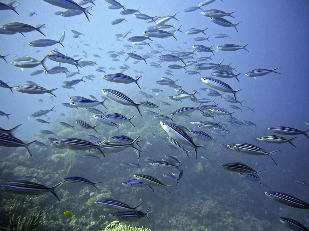 Balıklar nasıl iletişim kuruyor?