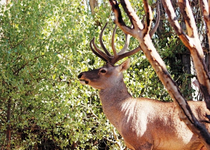 В Туркменабате прошла конференция, посвященная экзотической природе Койтендага