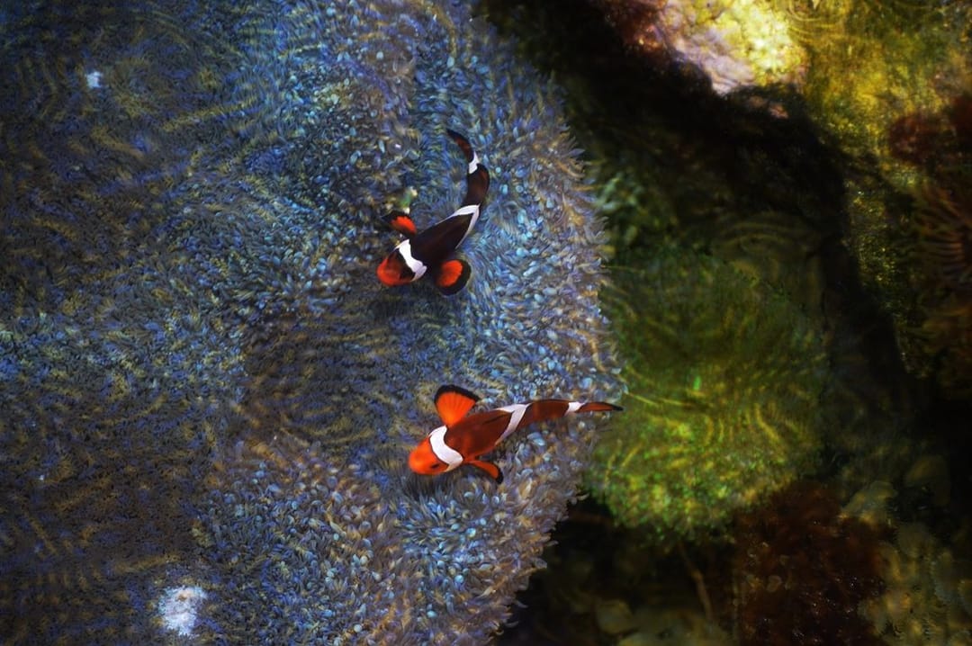 Monako’da deniz eriştesinin yeniden dikilmesi için yapılan proje başarıyla sonuçlandı