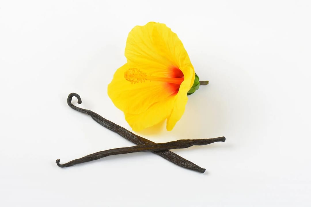 Vanilya, iklim değişiklikleri nedeniyle yok olma tehlikesiyle karşı karşıya