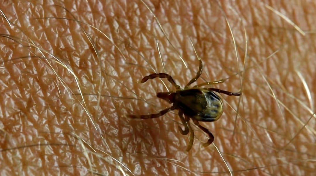 В Швеции зафиксирован рекордный рост заболеваемости клещевым энцефалитом