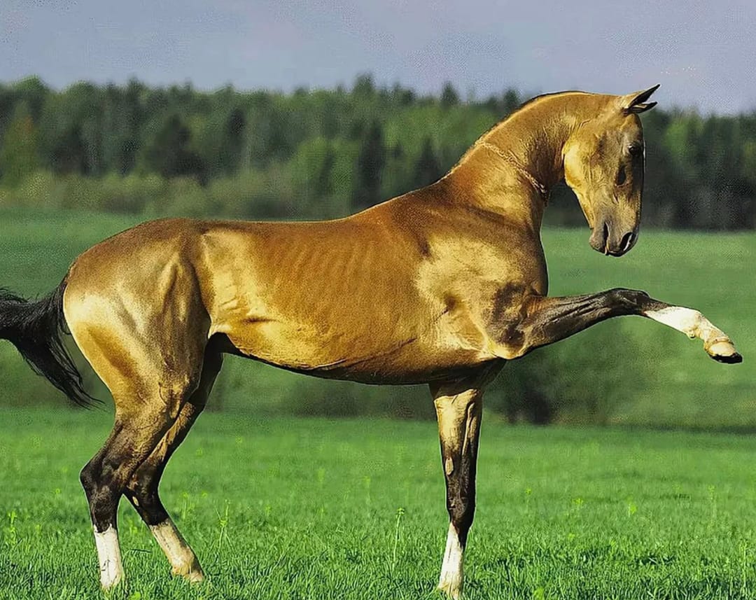 Prezident Türkmen bedewiniň milli baýramy mynasybetli bäsleşikleri geçirmek hakynda Buýruga gol çekdi