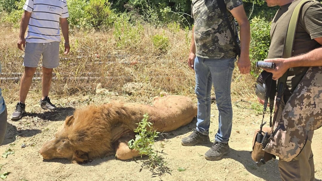 Antalya'da hayvan parkından kaçan aslan “Zeus” vurularak etkisiz hale getirildi