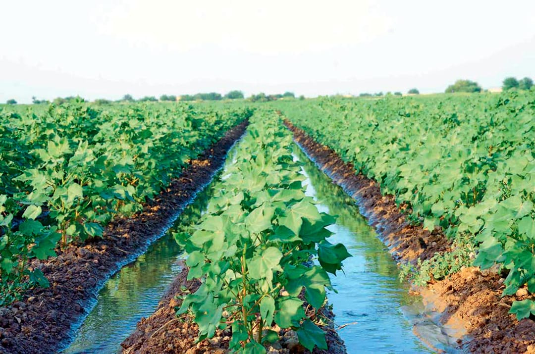 В Лебапском велаяте ведутся масштабные работы на хлопковых полях