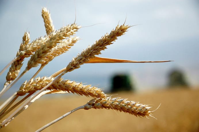 4-nji iýunda Türkmenistanda bugdaý oragyna girişiler