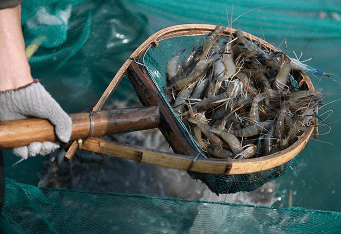 Türkmenistanda krewetka ösdürip ýetişdirmek boýunça ferma işe girizildi