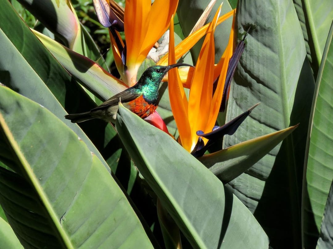 Новая Зеландия теряет уникальную фауну из-за загрязнения