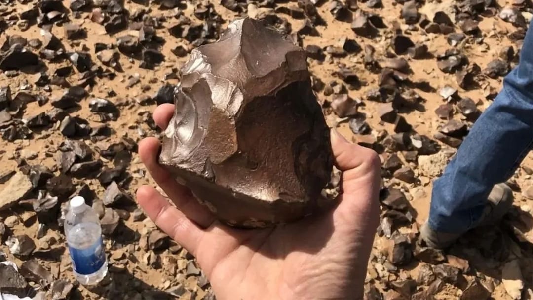 Yragyň sährasynda ýaşy 1,5 million ýyl bolan palta tapyldy