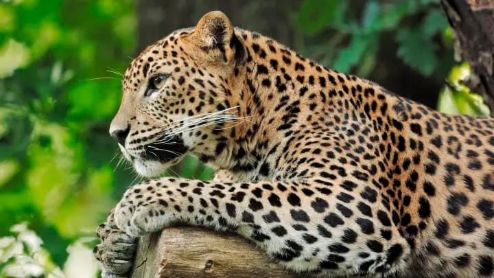 Hindistanda ene-atasy alajagaplaň süýrän üç ýaşly ogluny halas etdi