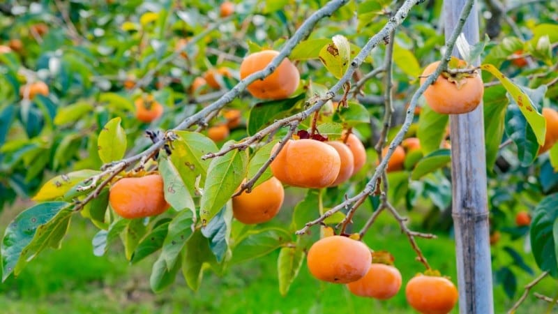 Türkmenistan, 2024'te Özbekistan’dan cennet hurması ithalatında ilk üçe girdi