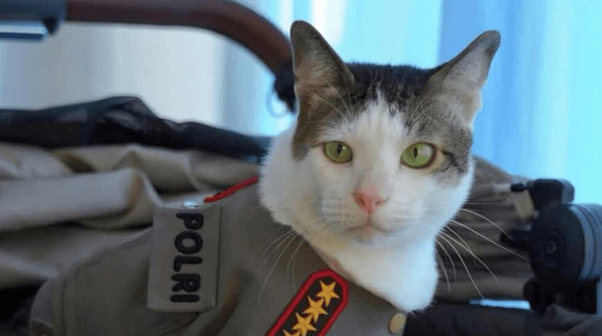 Indoneziýanyň «Birinji pişigine» Prezident goragyny ýola goýdular