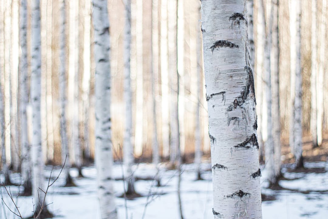 Finland plans to use birch bark waste in tire production