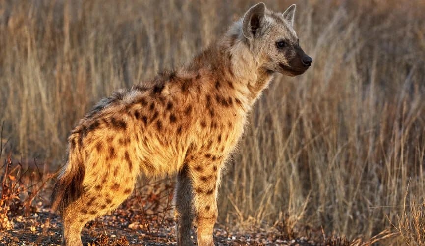 В Индии неизвестное животное напало на людей: 6 погибших