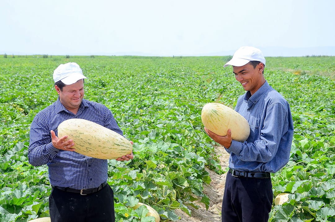 В этрапе Берекет на западе Туркменистана планируют собрать 8 тысяч тонн бахчевых