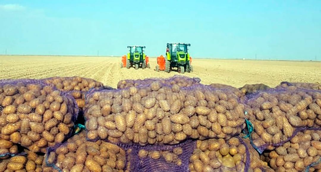 Potato harvesting is underway in the northern region of Turkmenistan