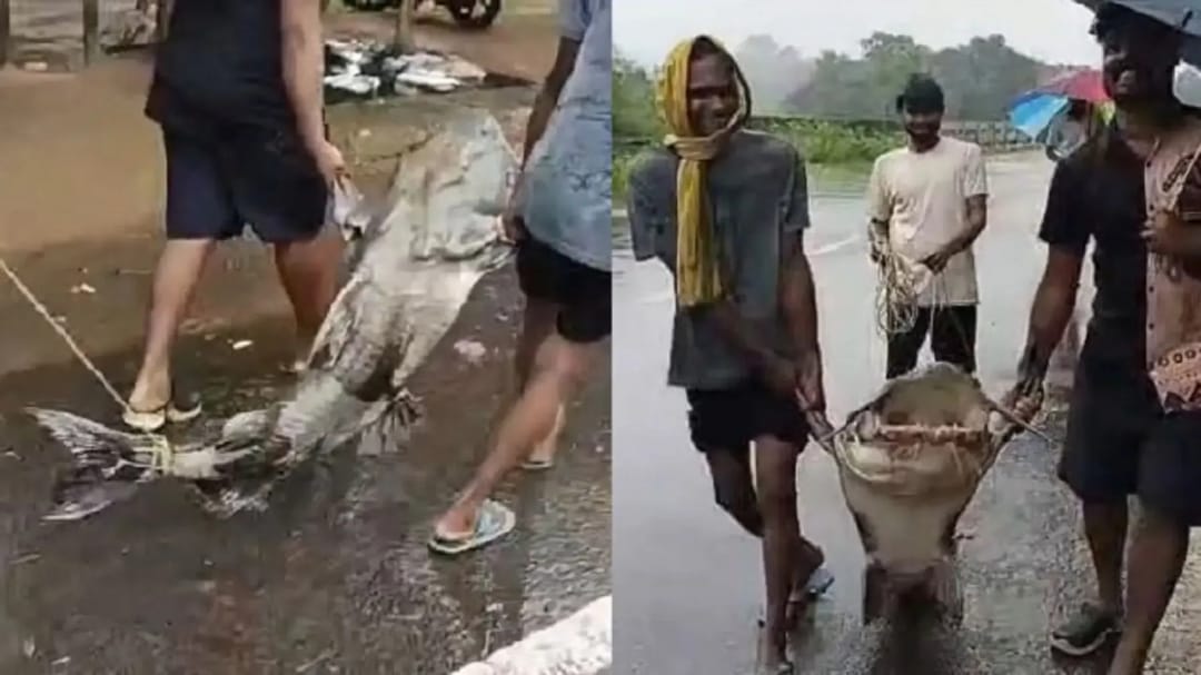 Giant catfish weighing 170 kilograms caught in India