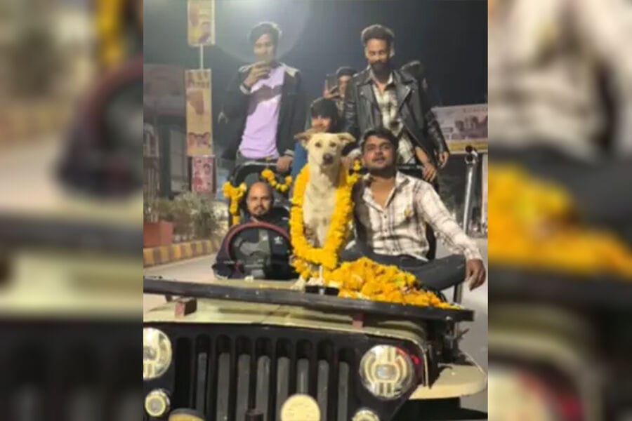 Hindiler öýsüz itiň doglan gününi baýram etdiler