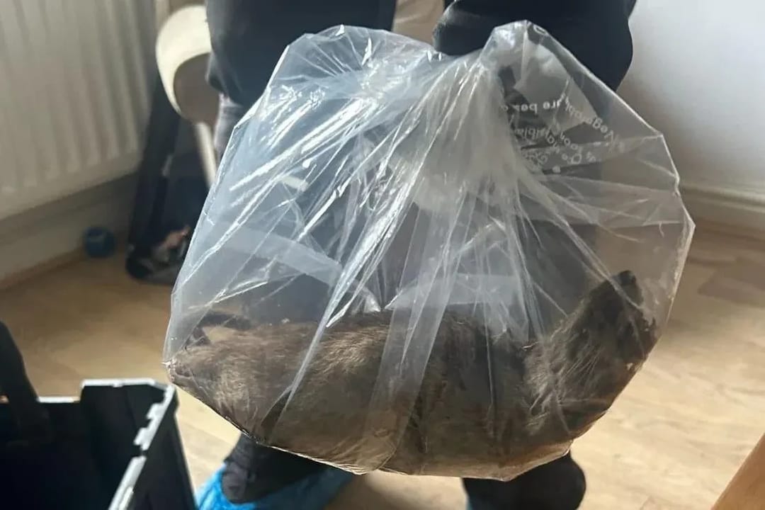 Record-sized rat over half a metre long discovered in England