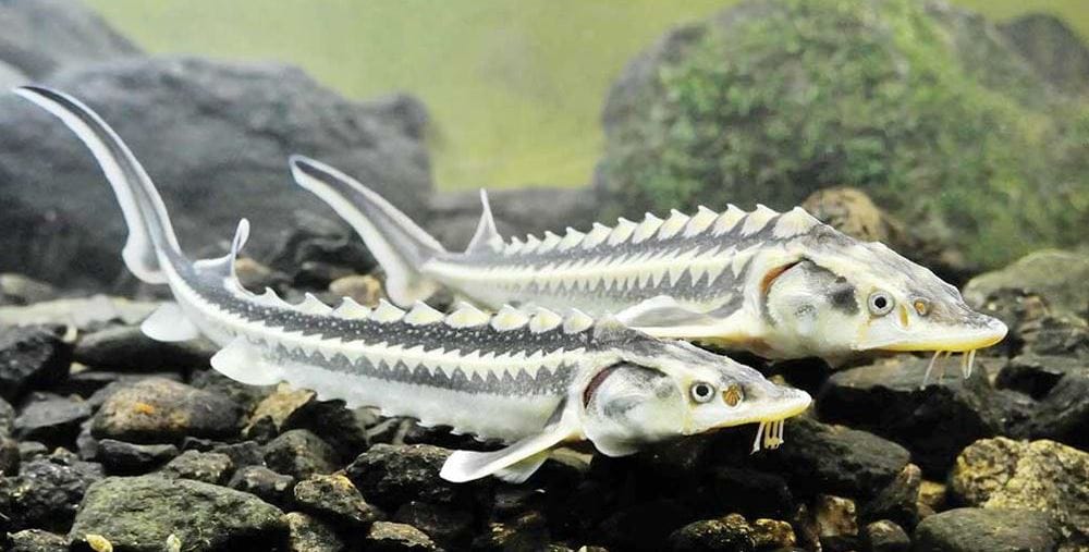 Hazar deňziniň türkmen böleginde balyklaryň 15 topary duş gelýär