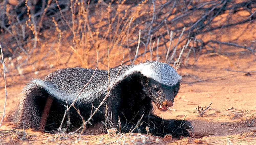 Turkmenistan is home to the “world’s most fearless animal,” according to the Guinness World Records