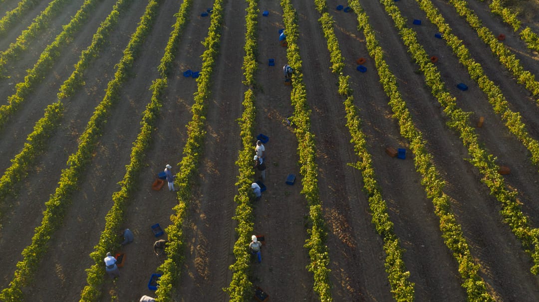 Türkiye, 3 bin yılı aşkın üzüm bağlarında hasat şenliğine ev sahipliği yapacak
