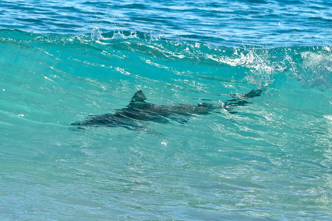 Турецкие курорты столкнулись с увеличением активности акул