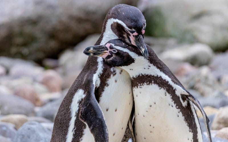 Britaniýada pingwin toýda öýlenýän ýigidiň dosty boldy