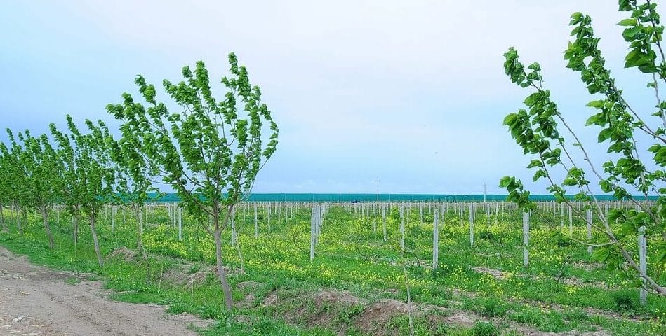 В Туркменистане разработаны инновационные шпалеры для виноградника