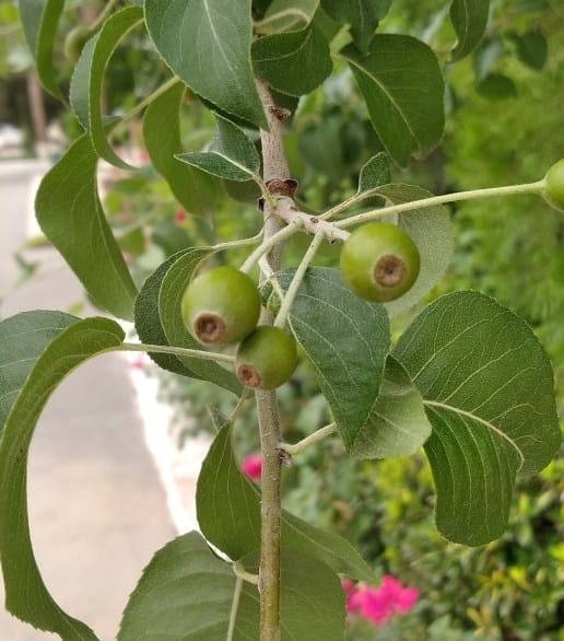 Rare Boissier pear trees grow in the center of Ashgabat