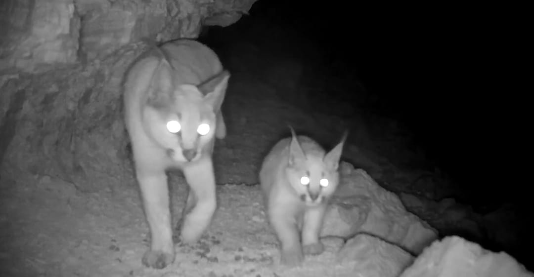 Türkmenistan'da ilk defa karakulak yavrusu görüntülendi