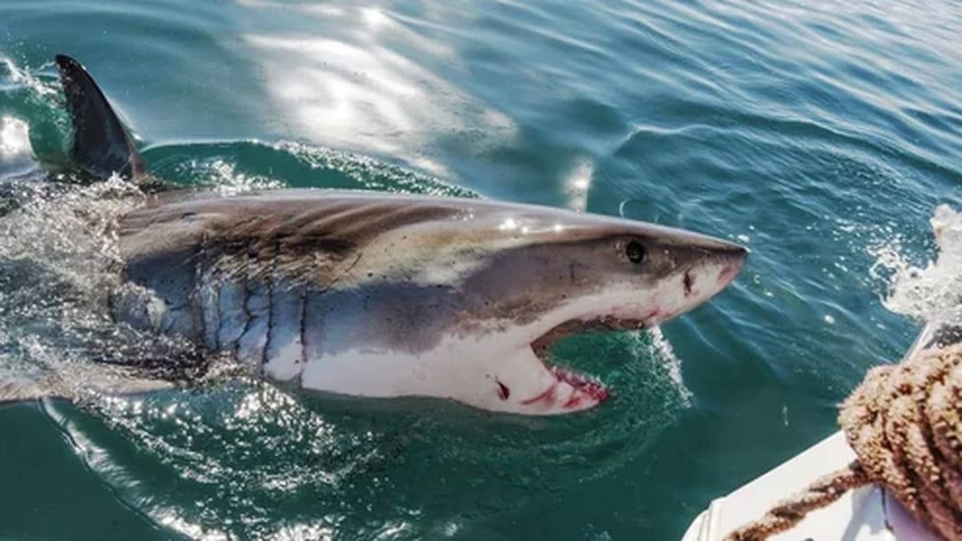 Во Флориде капитан без лицензии напал на акулу — его ждёт суд
