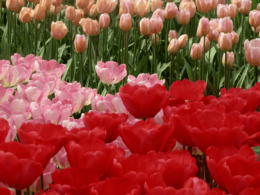 В Ашхабаде состоится концерт Оркестра Тахира Атаева «Симфония цветов»