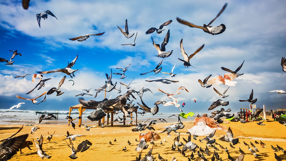 Bilim insanları, 500 kuş türünün yok olma tehlikesiyle karşı karşıya olduğunu açıkladı