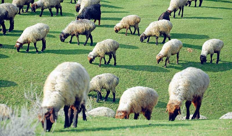 Blankets from sheep's wool sent from Turkmenistan will be sewn in Ivanovo