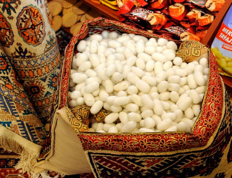 Türkmenistanda pileçiler Watan harmanyna 2100 tonnadan gowrak pile tabşyrdylar