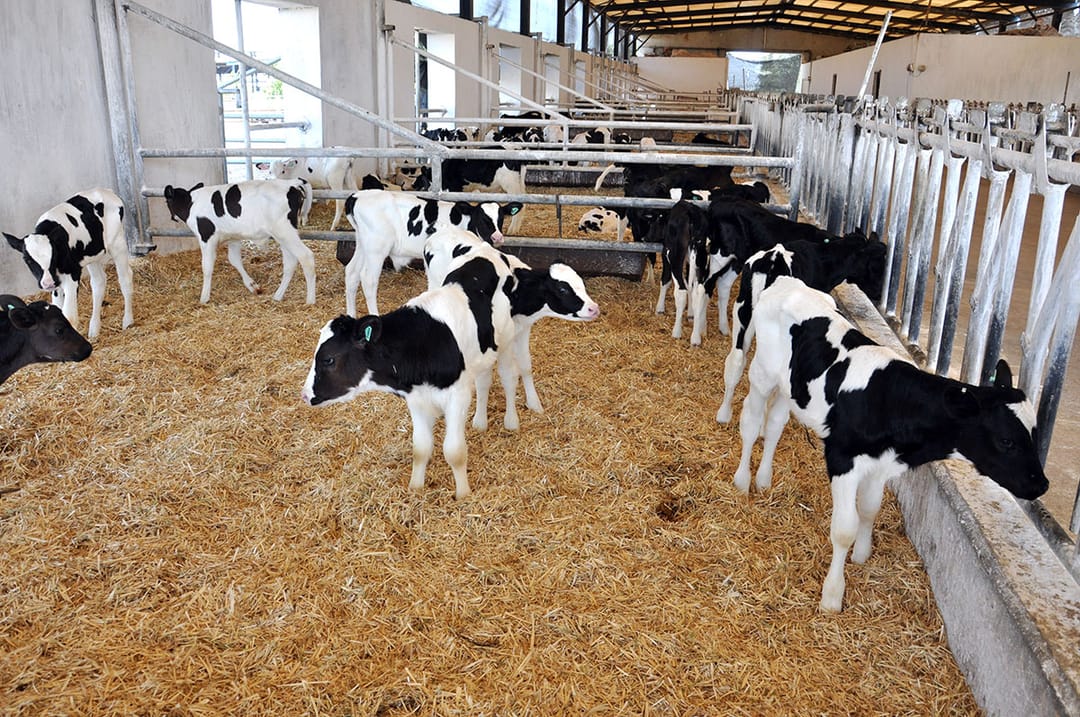 Lebaply maldarlar mallaryň we guşlaryň baş sanyny artdyrýar