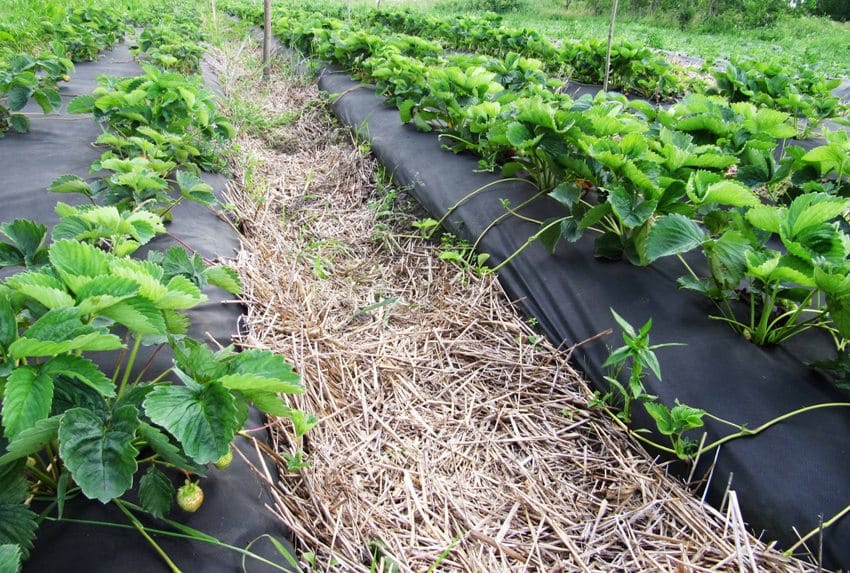 Спанбонд - незаменимый помощник в сельском хозяйстве