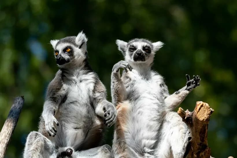 NYT: Lemur populations in Madagascar have plummeted due to demand for their meat