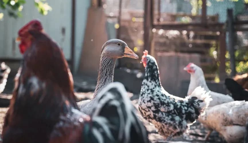 Gazagystanyň demirgazygynda guş mergisinden ýedi müň gaz we ördek gyryldy