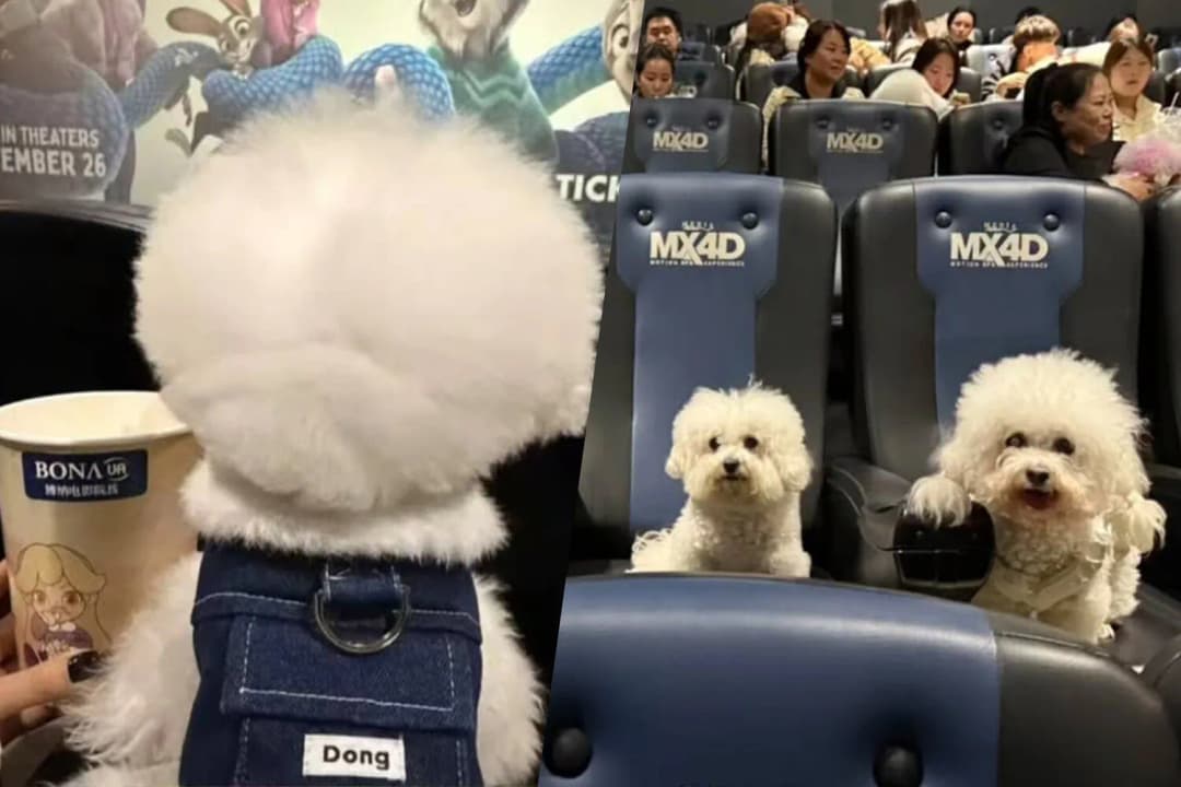 Hytaýlylar «Haýwanpolis-2» filmini görmäge itli gelýärler